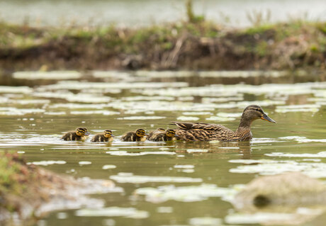 Mama eend met haar kroost 