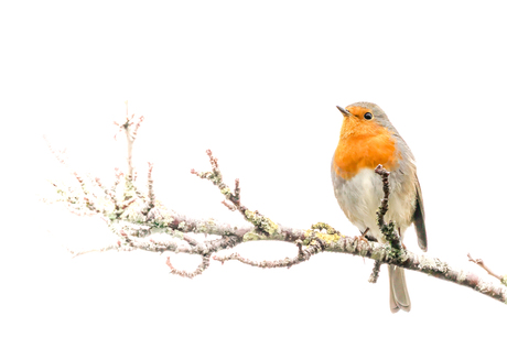 Roodborst in wit licht