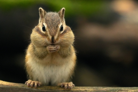 Grondeekhoorntjes maken zich op voor de winter