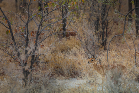 Dikdik in Etosha