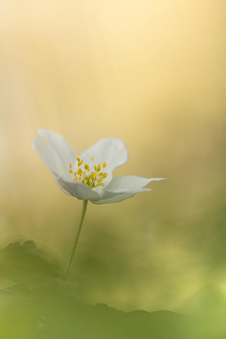 In het zachte avondlicht.