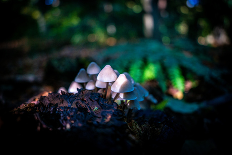 Paddestoelen in de zon