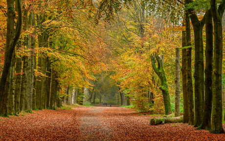 Herfstkleuren...