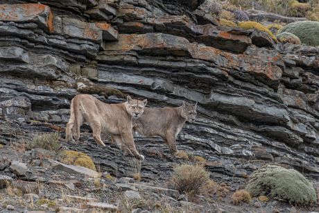 Patagonische poema' s