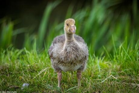 Jonge Grauwe Gans
