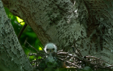 Kleine buizerd 🥰
