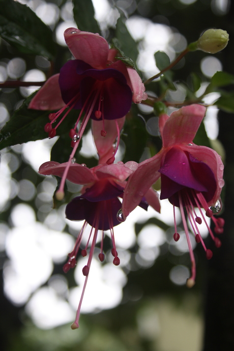 Zonder regen geen bloemen