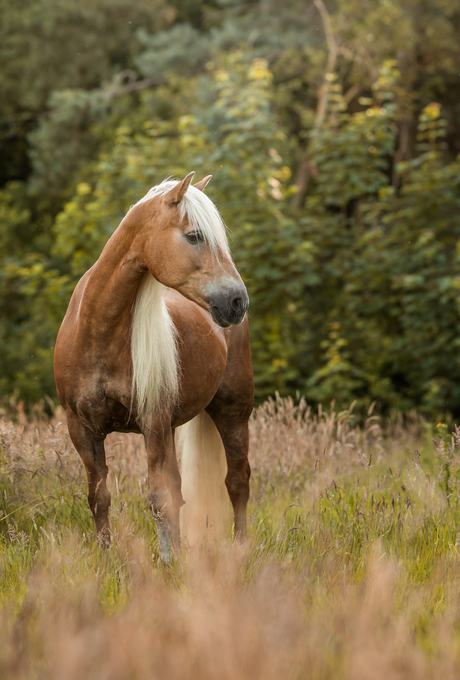 Haflinger Beauty