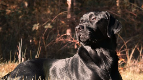 Labrador in de zon