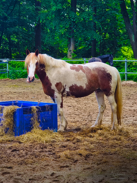 pony