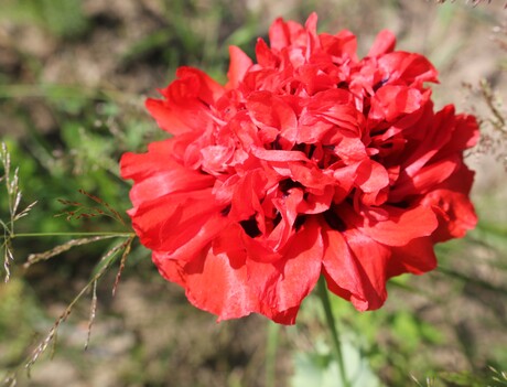 Papaver 1