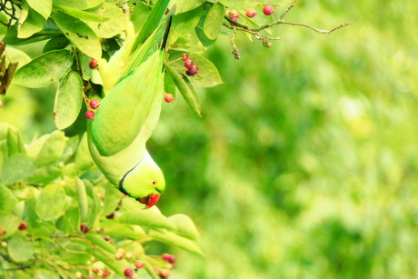 GreenDream