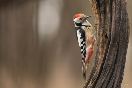 Middelste Bonte Specht