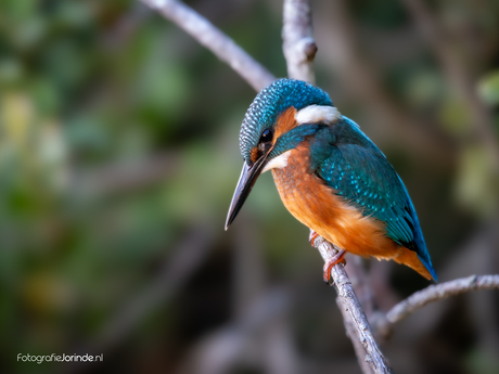 Kingfischer 