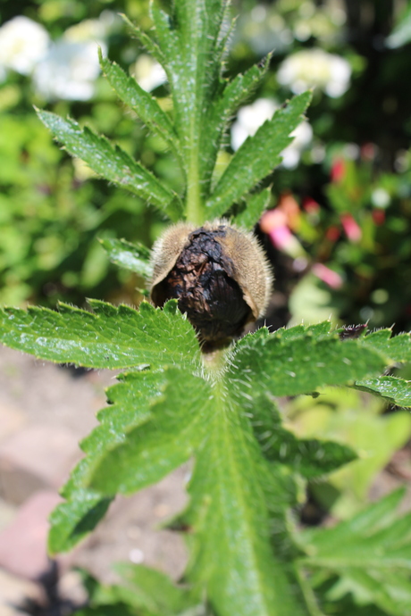 Ontpopping van de papaver 