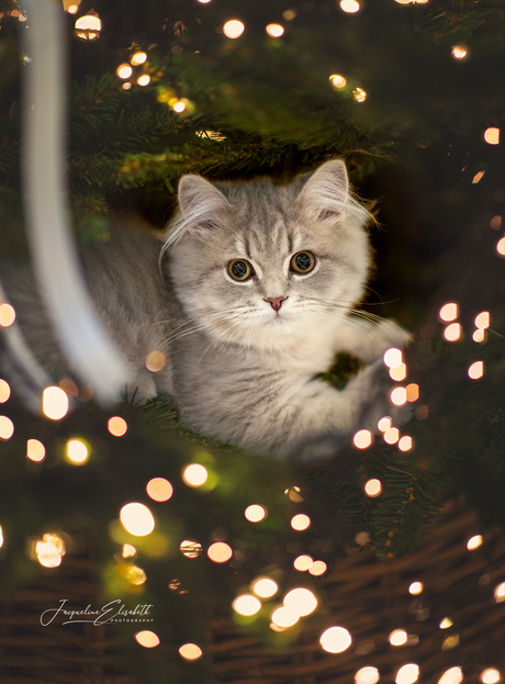 Proof that Christmas trees are actually cat toys.