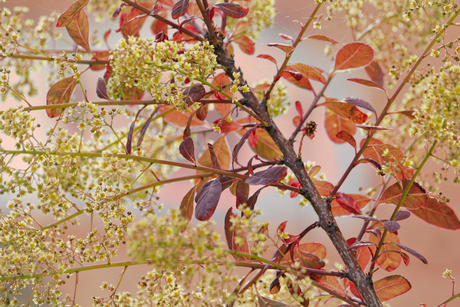 Pruikenbloom in bloei