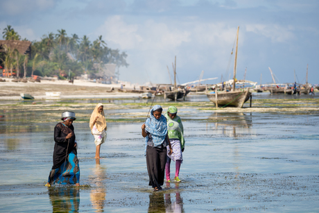 Inktvissen vissen op Zanzibar