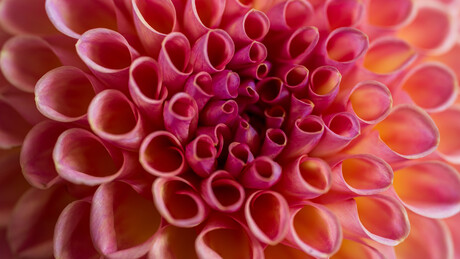 Dahlia
