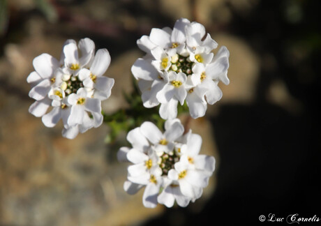 Iberis Sempervirens "Snowflake"