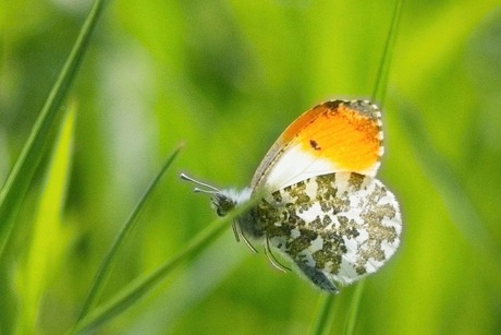 Stilte in beweging - Oranjetipje