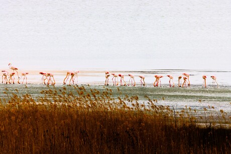Flamingo s in Turkije.