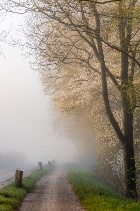 Mist op het Wierdense veld 