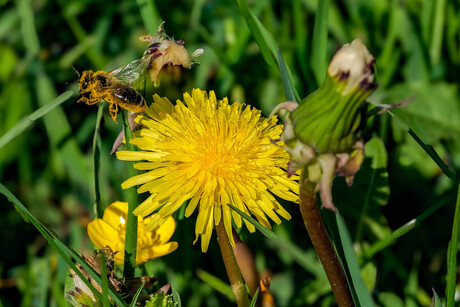 Honingbij aan het werk