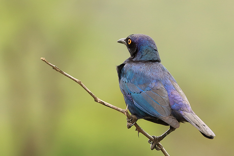 fotowedstrijd vogels