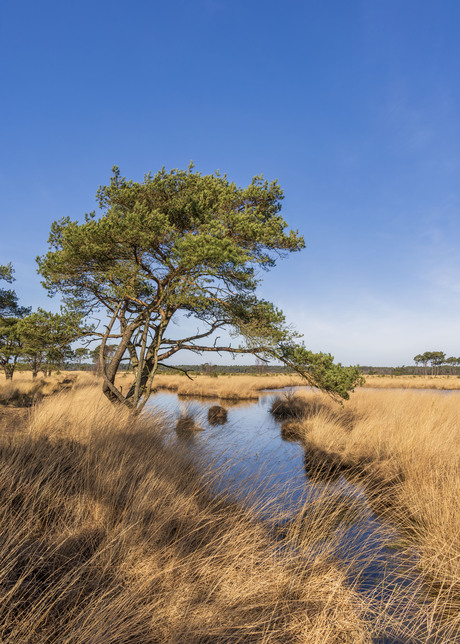 Kalmthoutse heide