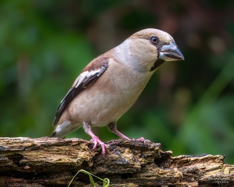 Appelvink (Coccothraustes coccothraustes).