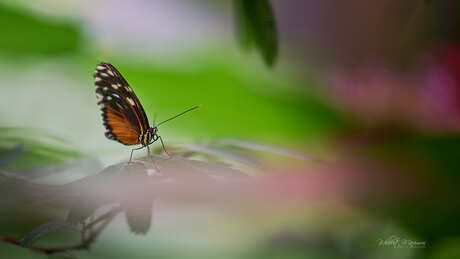 Tijgerpassiebloemvlinder