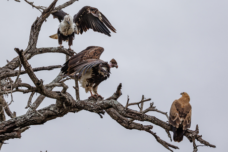 3 soorten roofvogels