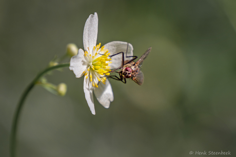 Gewone vlieg op sierlijke bloem