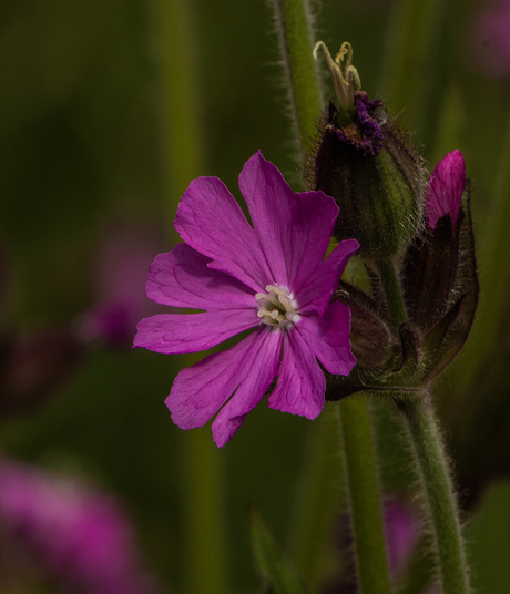 Dagkoekoeksbloem