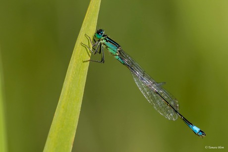 Miniatuur acrobaat aan het werk