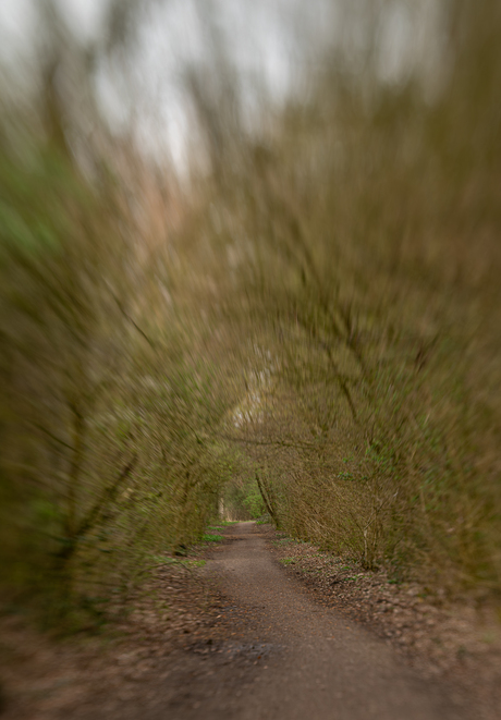 Waar gaat dit pad heen 