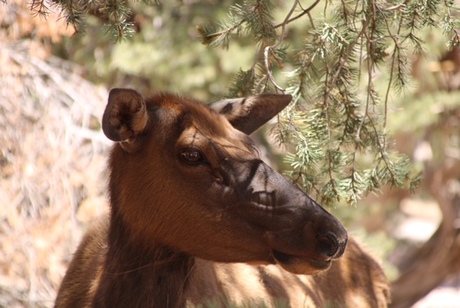 Animals of America