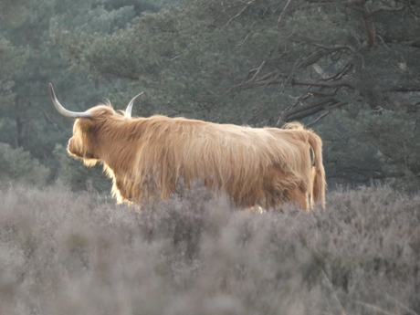 Schotse hooglander