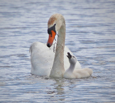 Zwaan met pulletje