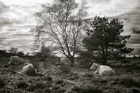 Hoorneboegse heide, Hilversum