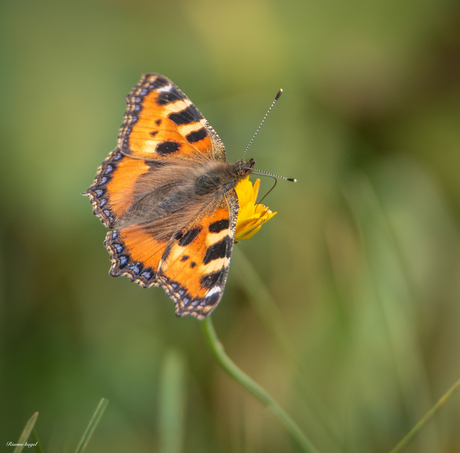 De kleine vos vlinder 