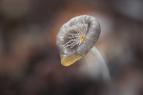 Een paddenstoelen likeurtje