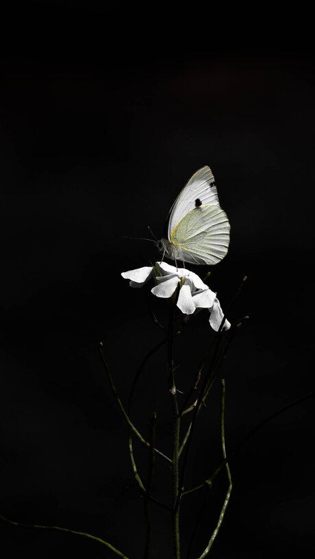 Papillon Blanc