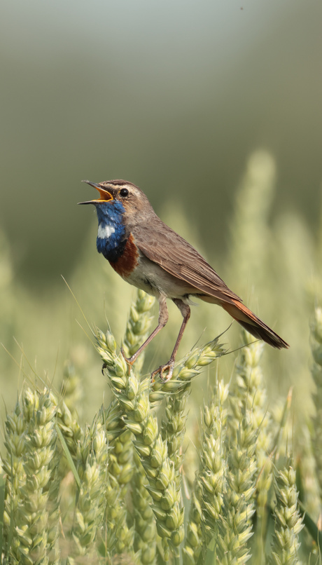 Blauwborst 