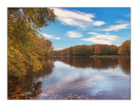 The Hague forest pond