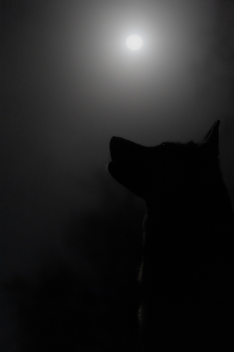 Wolfhond silhouette onder de wolf maan