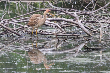 Juveniele Purperreiger