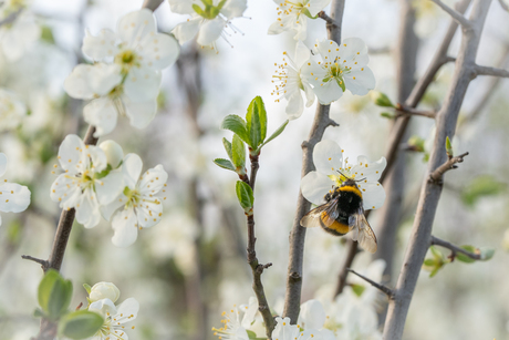 Bloemetjes en bijtjes