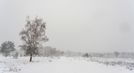 Sneeuw in de Maashorst